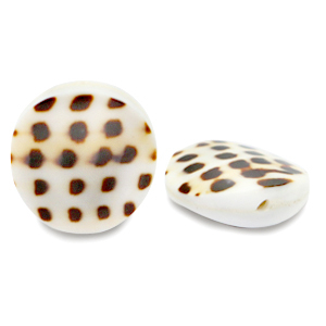 Abalorios conchas 20mm Blanco marr&oacute;n