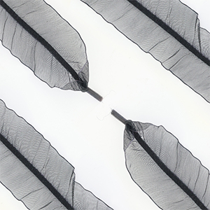 Cord&oacute;n de zapato trendy organza Negro